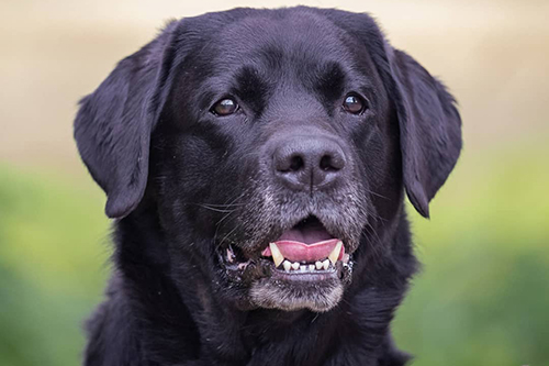 Heidelberg Hills Labradors